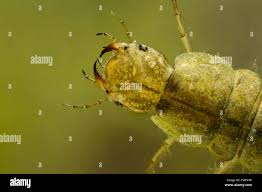 Attēlu rezultāti vaicājumam “Dytiscus sp. larva”
