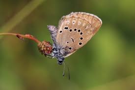 Attēlu rezultāti vaicājumam “Maculinea teleius”