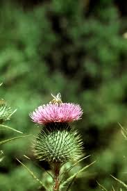 Attēlu rezultāti vaicājumam “Cirsium vulgare flower”