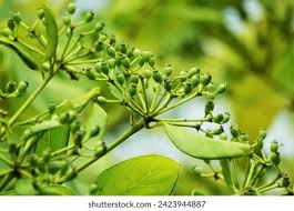 Attēlu rezultāti vaicājumam “Phellodendron amurense bud”