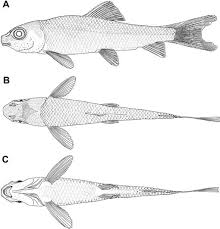 Image result for Moxostoma duquesnei