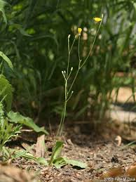 Attēlu rezultāti vaicājumam “Crepis biennis leaf”
