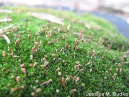 Attēlu rezultāti vaicājumam “Timmia megapolitana”