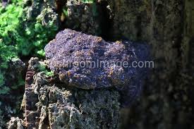 Attēlu rezultāti vaicājumam “Tubifera montana spores”