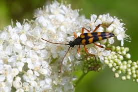 Attēlu rezultāti vaicājumam “Strangalia attenuata”