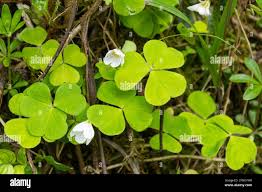Attēlu rezultāti vaicājumam “Oxalis acetosella flower”