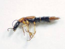 Attēlu rezultāti vaicājumam “Staphylinidae”