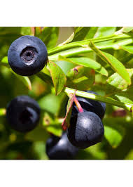 Attēlu rezultāti vaicājumam “Vaccinium angustifolium”