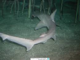 Image result for Sphyrna tiburo