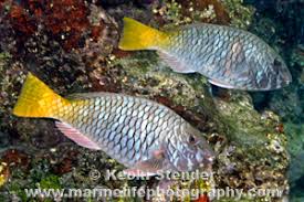 Image result for Sparisoma rubripinne