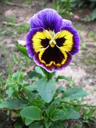 Image result for Viola x wittrockiana `Hiemalis`