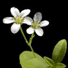 Attēlu rezultāti vaicājumam “Moehringia lateriflora”