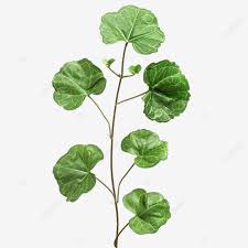 Attēlu rezultāti vaicājumam “Pyrola chlorantha leaf”