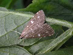 Attēlu rezultāti vaicājumam “Udea olivalis”