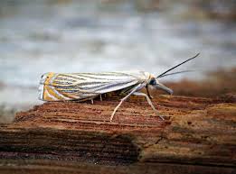 Attēlu rezultāti vaicājumam “Chrysoteuchia culmella”