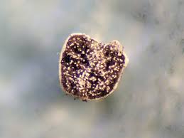 Attēlu rezultāti vaicājumam “Physarum cinereum macro”