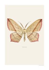 Attēlu rezultāti vaicājumam “Timandra comae”