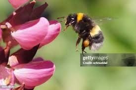 Attēlu rezultāti vaicājumam “Bombus lapidarius”