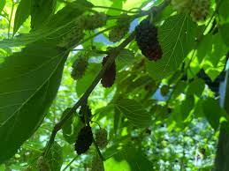 Attēlu rezultāti vaicājumam “Morus alba”