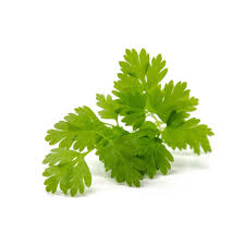 Image result for Koriander