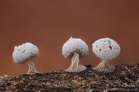 Attēlu rezultāti vaicājumam “Didymium squamulosum stalked”