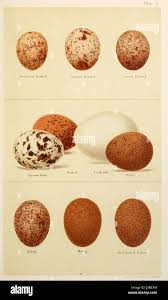 Attēlu rezultāti vaicājumam “Gallinago gallinago eggs”