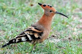 Image result for hoepoe