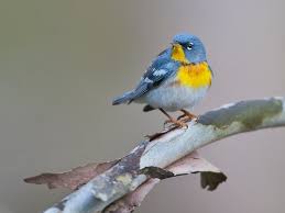 Image result for Parula americana
