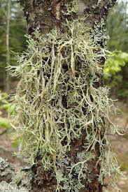 Attēlu rezultāti vaicājumam “Evernia prunastri”