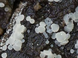 Attēlu rezultāti vaicājumam “Hymenoscyphus imberbis”