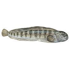 Image result for Anarhichas lupus