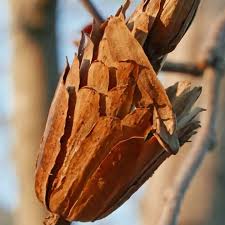 Attēlu rezultāti vaicājumam “Liriodendron tulipifera fruit”