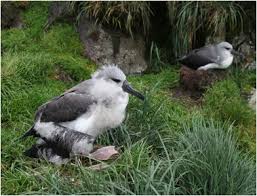 Image result for albatross dead chick