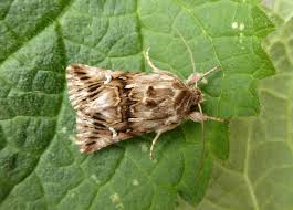 Attēlu rezultāti vaicājumam “Calophasia lunula”