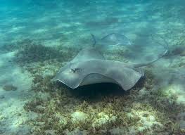 Image result for Himantura uarnak