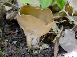 Attēlu rezultāti vaicājumam “Helvella acetabulum”