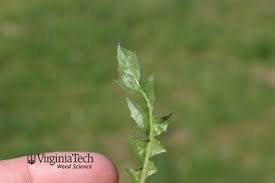 Attēlu rezultāti vaicājumam “Capsella bursa-pastoris bud”