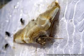 Attēlu rezultāti vaicājumam “Habrosyne pyritoides”