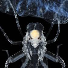 Attēlu rezultāti vaicājumam “Phronia sp.”