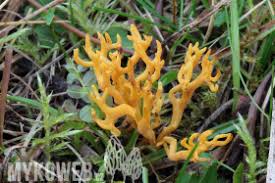 Attēlu rezultāti vaicājumam “Ramariopsis crocea”