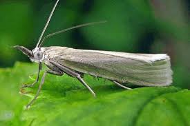 Attēlu rezultāti vaicājumam “Crambus heringiellus”