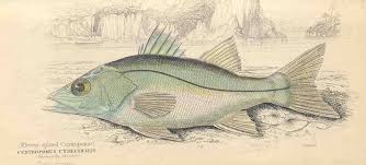 Image result for Centropomus undecimalis