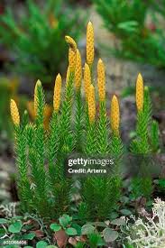 Attēlu rezultāti vaicājumam “Lycopodiaceae”