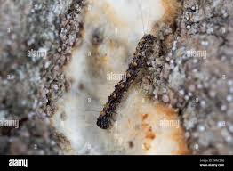 Attēlu rezultāti vaicājumam “Parascotia fuliginaria”