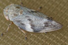 Attēlu rezultāti vaicājumam “Aphrophoridae imago”