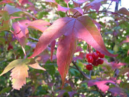 Attēlu rezultāti vaicājumam “Viburnum opulus”