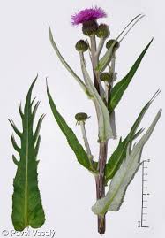 Attēlu rezultāti vaicājumam “Cirsium heterophyllum flower”