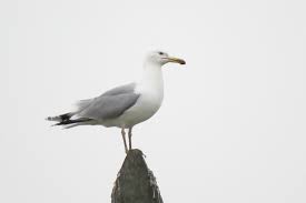 Image result for Larus cachinnans