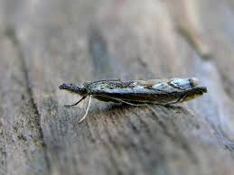 Attēlu rezultāti vaicājumam “Platytes alpinella”