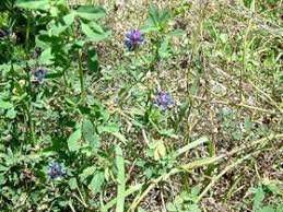 Attēlu rezultāti vaicājumam “Medicago”